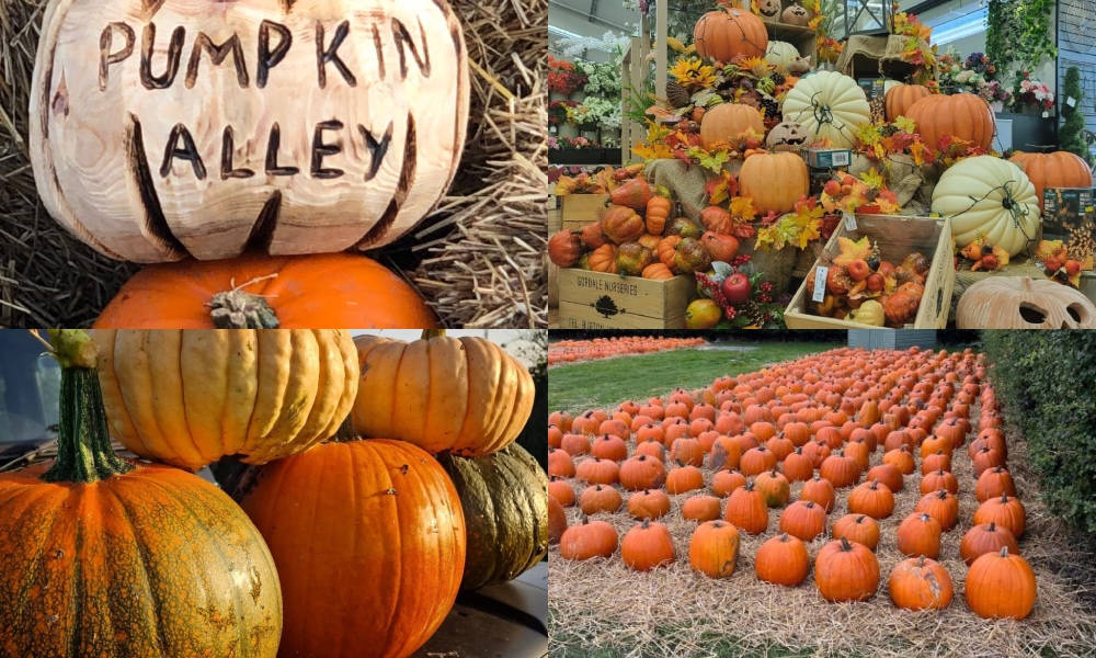 7 places perfect for pumpkin picking this Halloween