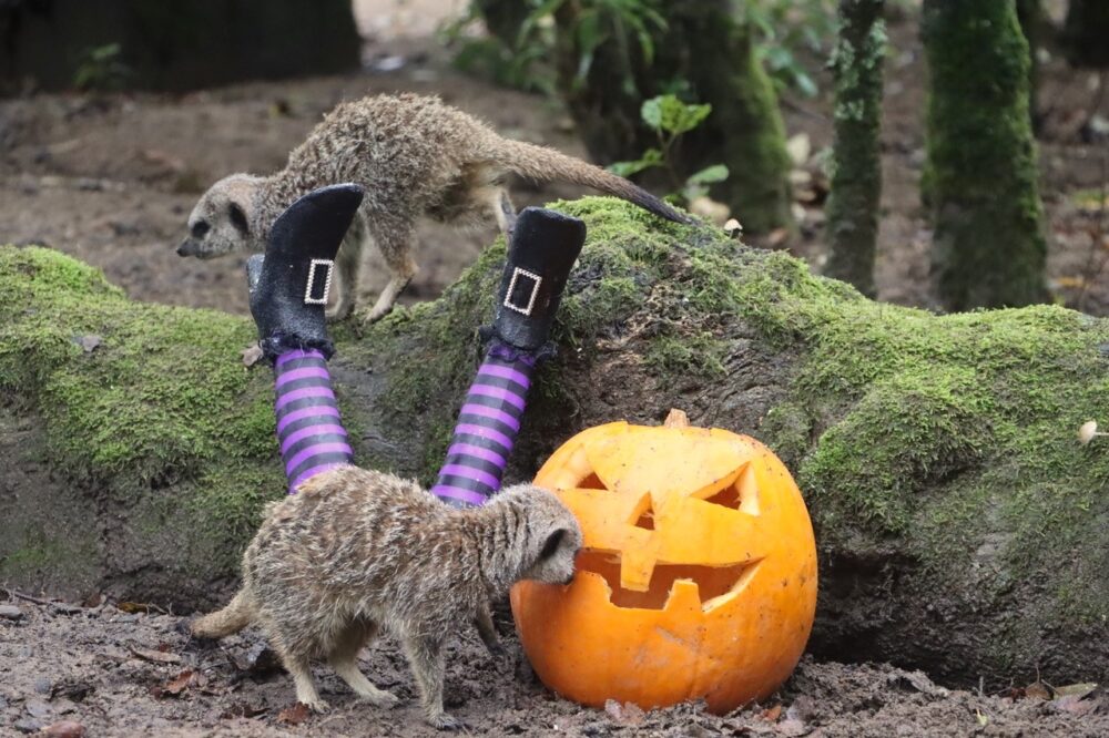 Knowsley Safari - Halloween