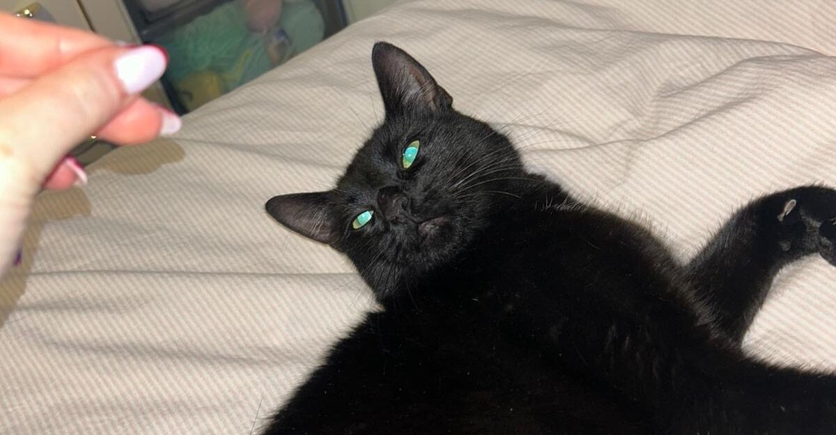 Garston Animal Rescue and Moggies & Doggies find missing cat