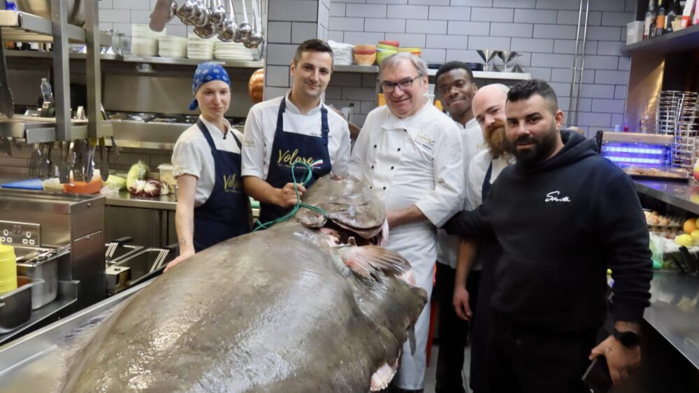Italian restaurant in Southport serves up its biggest ever halibut weighing a staggering 153kg