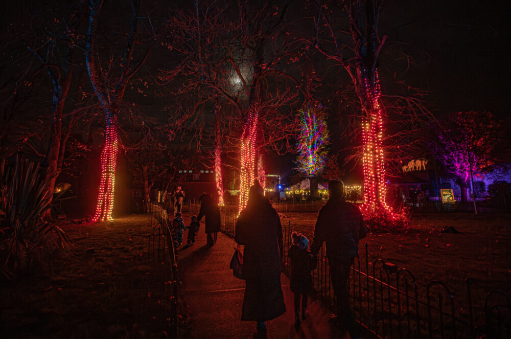 MBNA - Chester Zoo - Lanterns and Lights - Zoes Place
