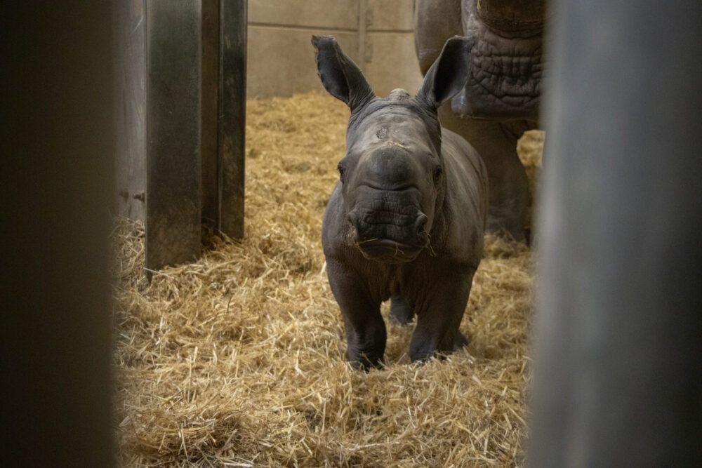 Knowsley Safari welcomes birth of new rhino calf