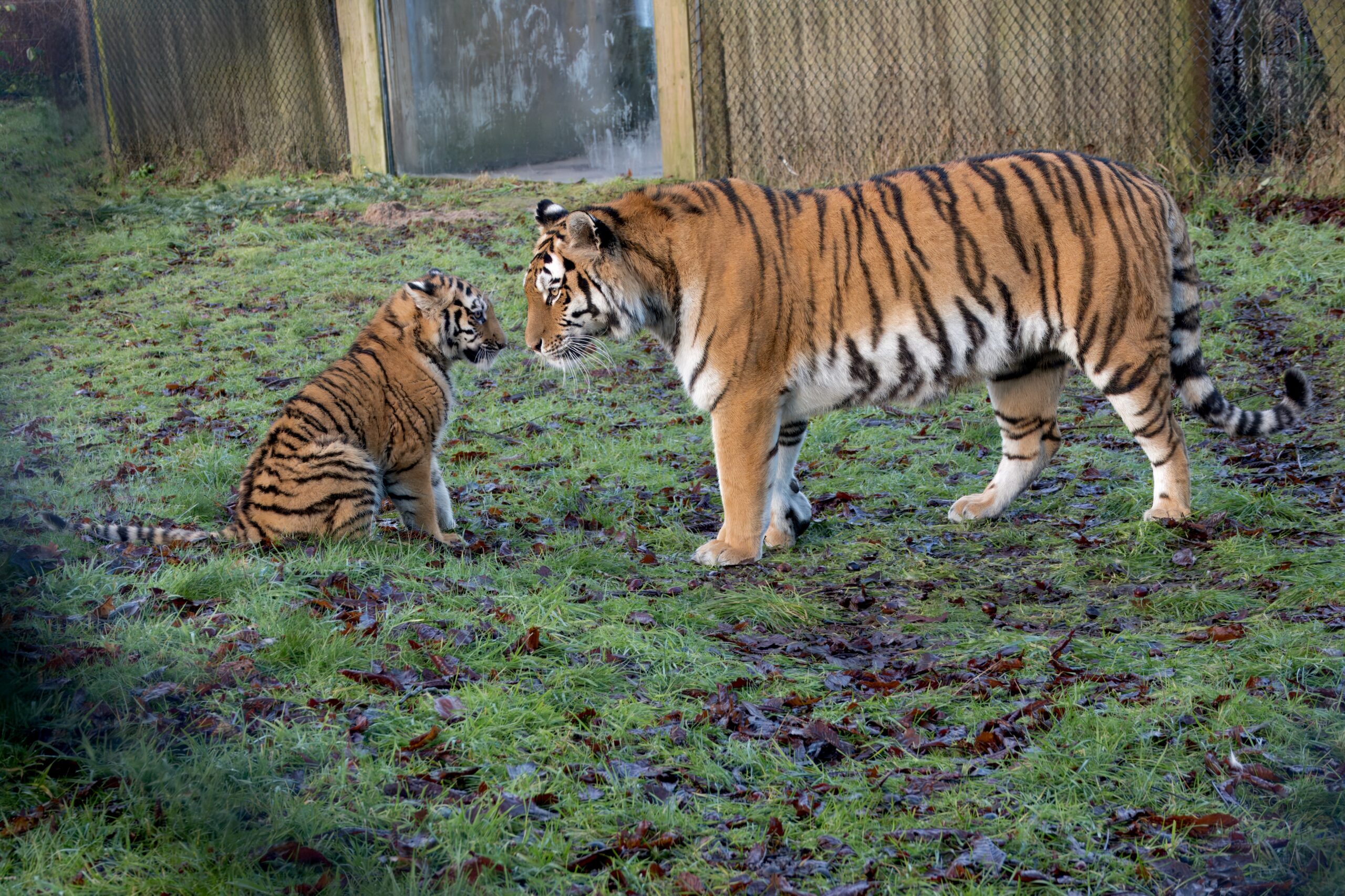 Tiger Takeover returns to Knowsley Safari this half term