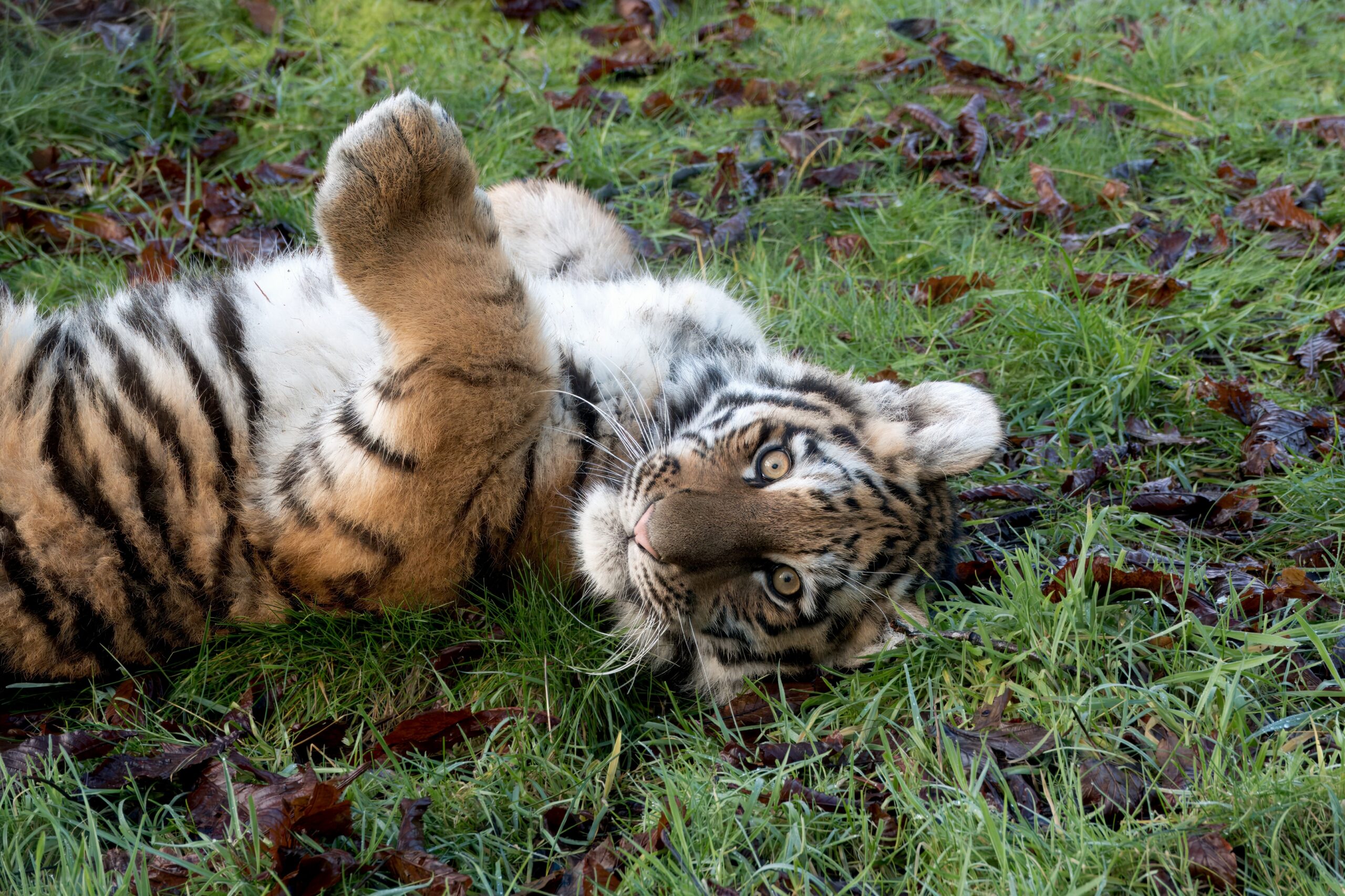 Tiger Takeover Knowsley Safari