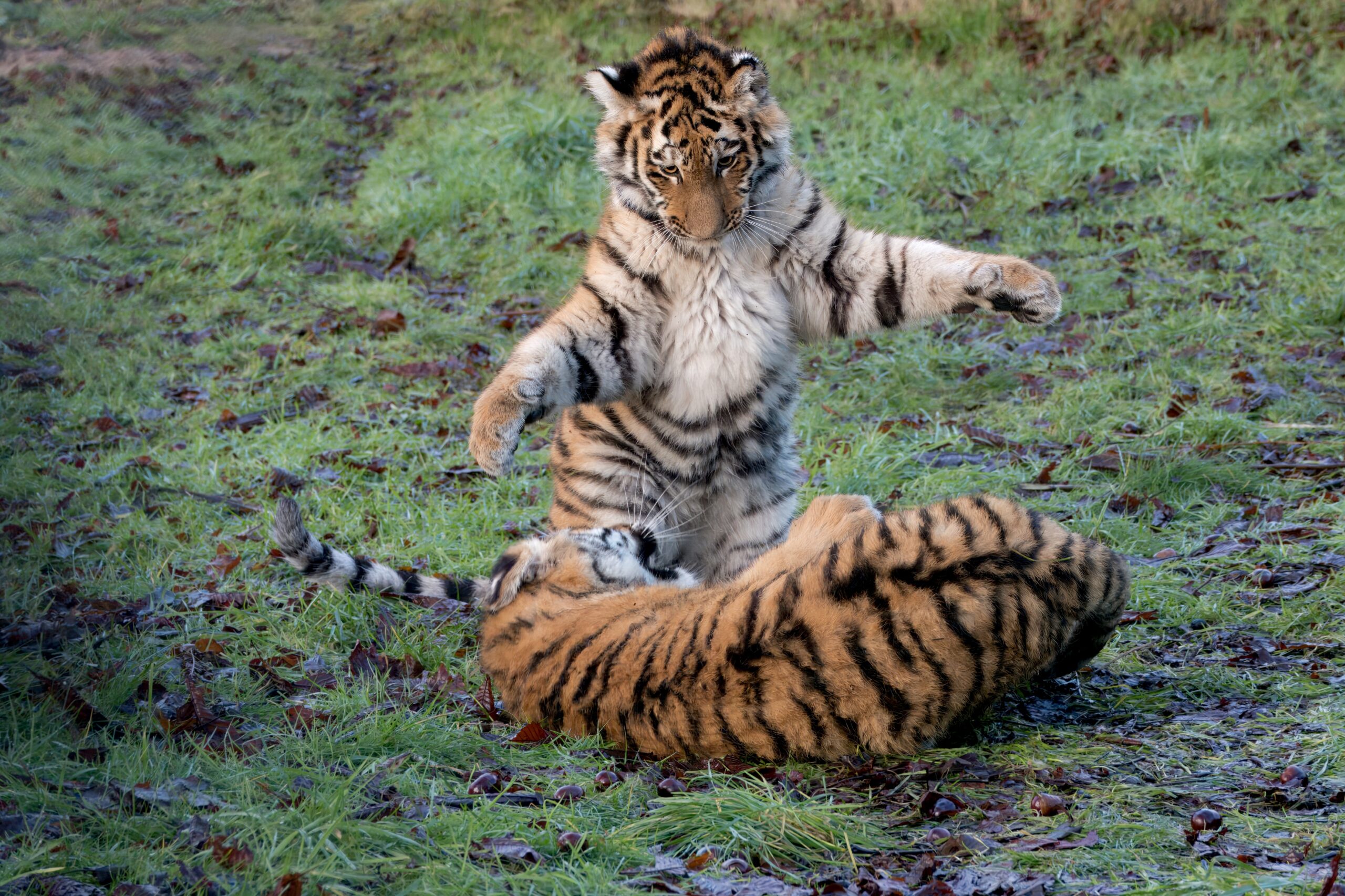 Tiger Takeover Knowsley Safari