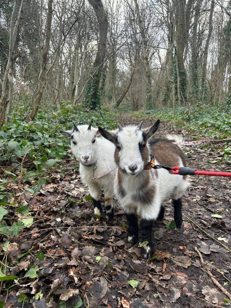 Credit: Rice Lane City Farm