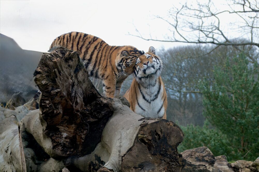 One adult goes free at Knowsley Safari this Mother’s Day Weekend