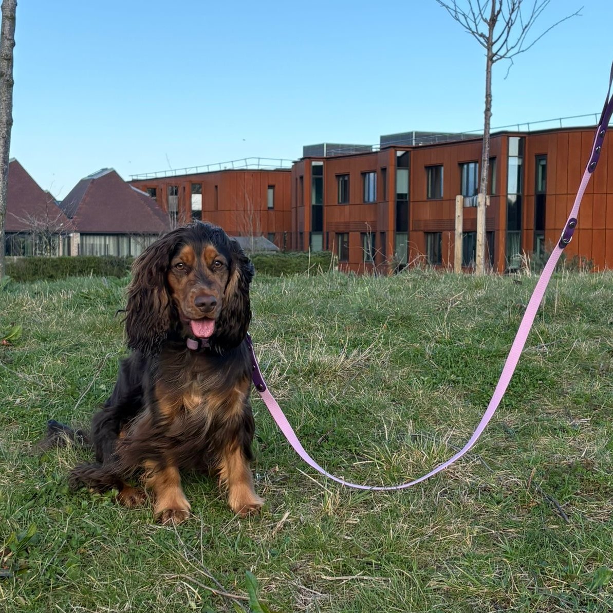 Mabel the cocker spaniel