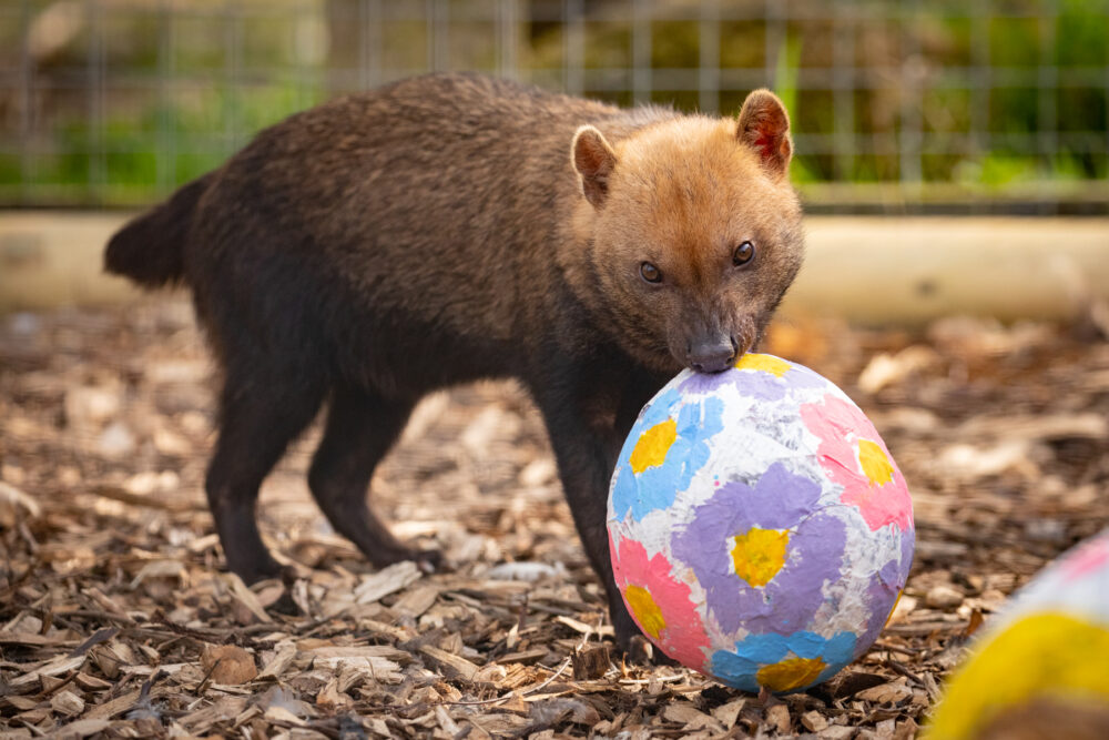 Easter at Knowsley Safari