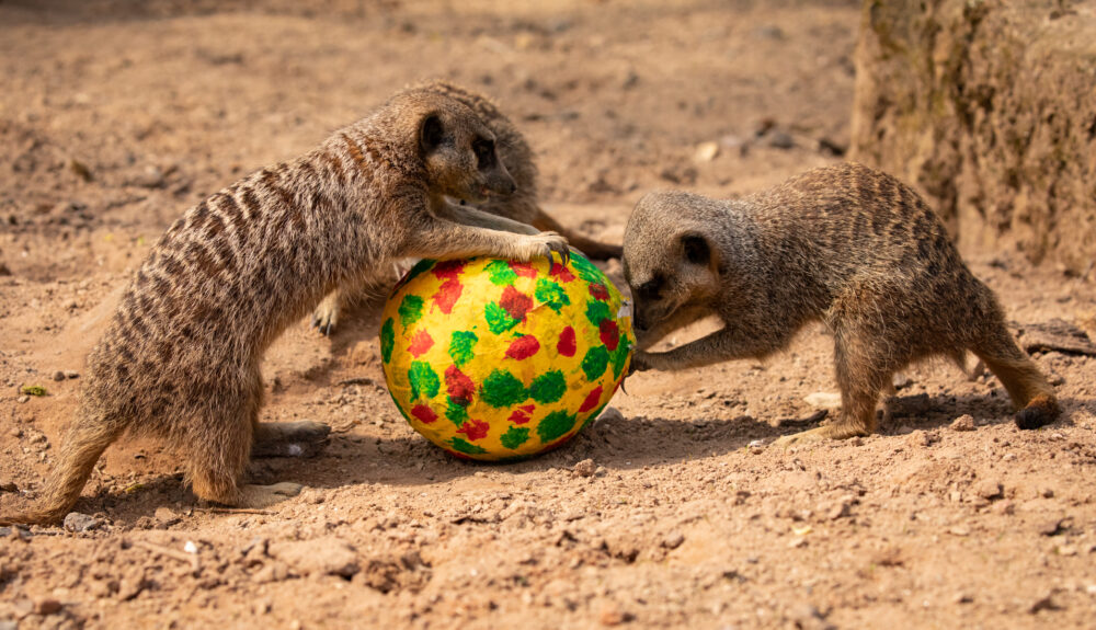 Easter at Knowsley Safari