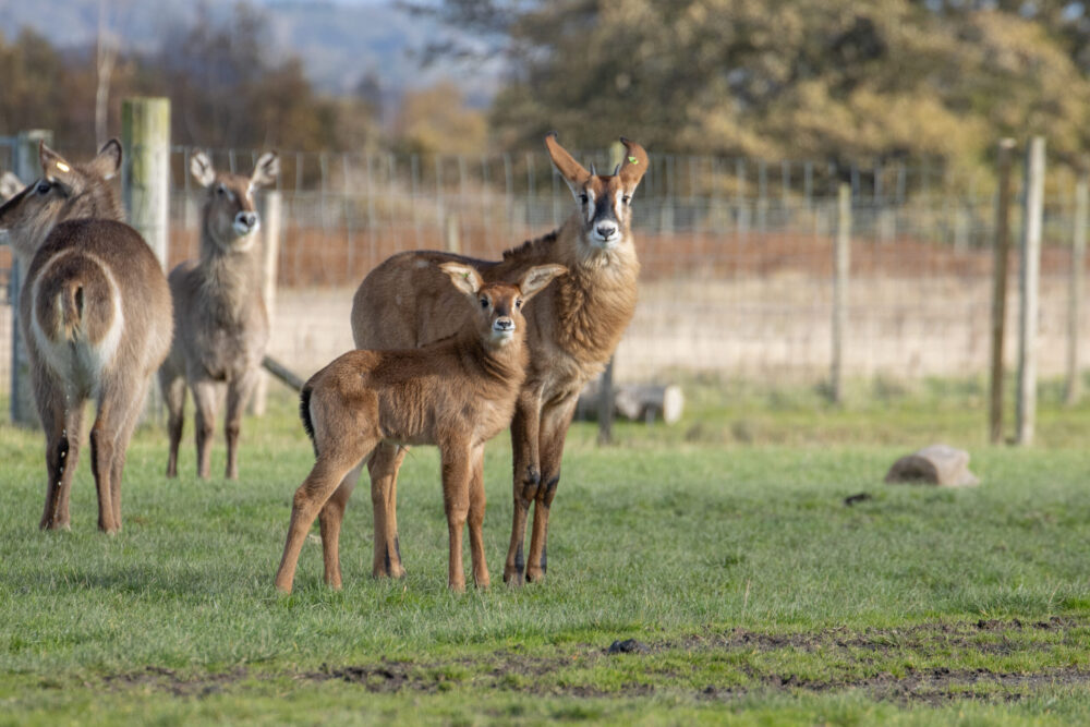 Knowsley Safari - Mother's Day
