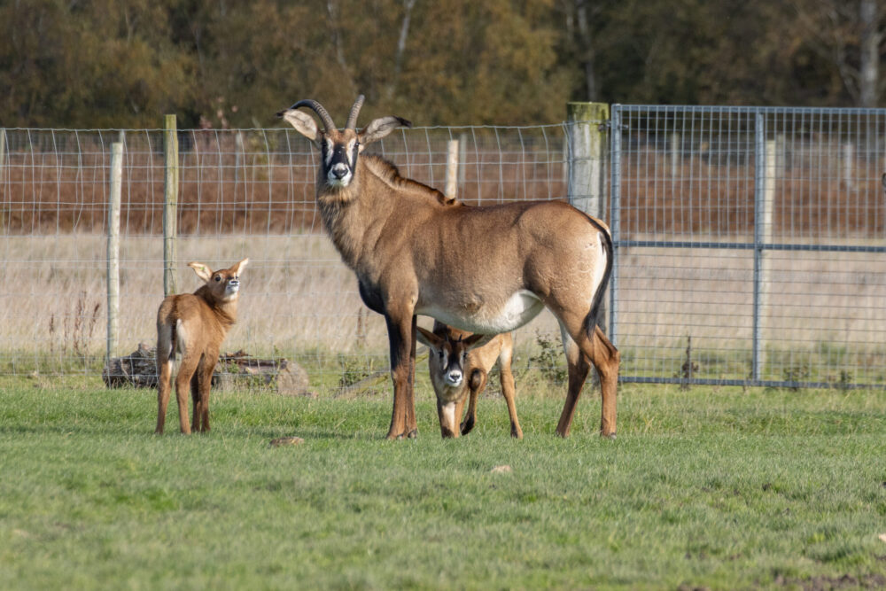 Easter at Knowsley Safari