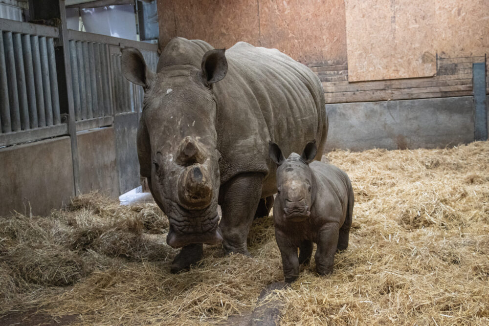 Knowsley Safari - Mother's Day