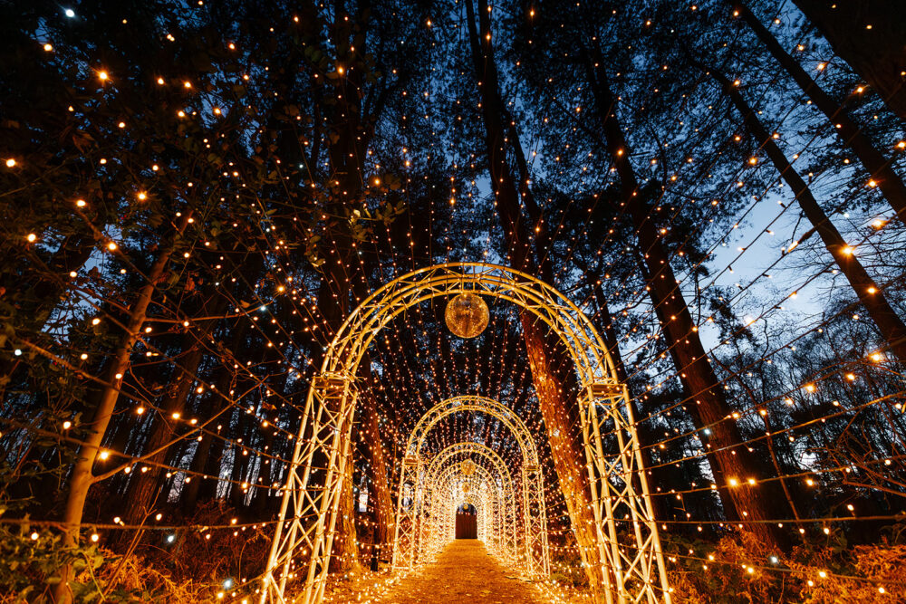 Santa's Secret Forest