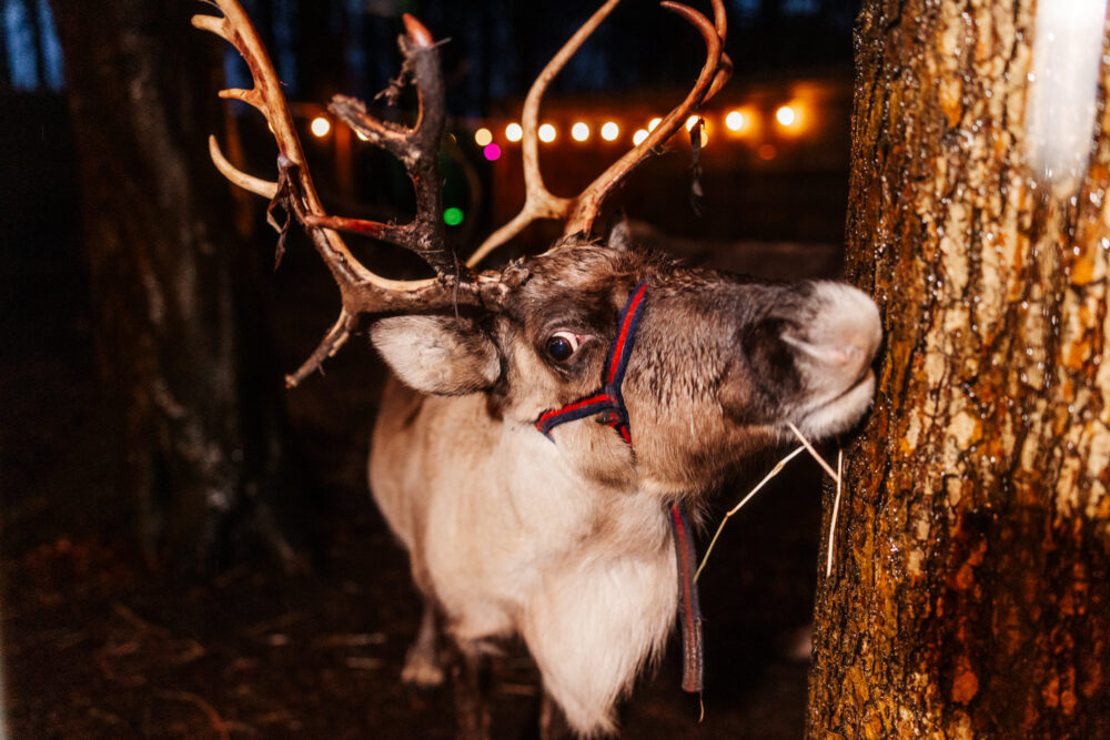 Santa's Secret Forest