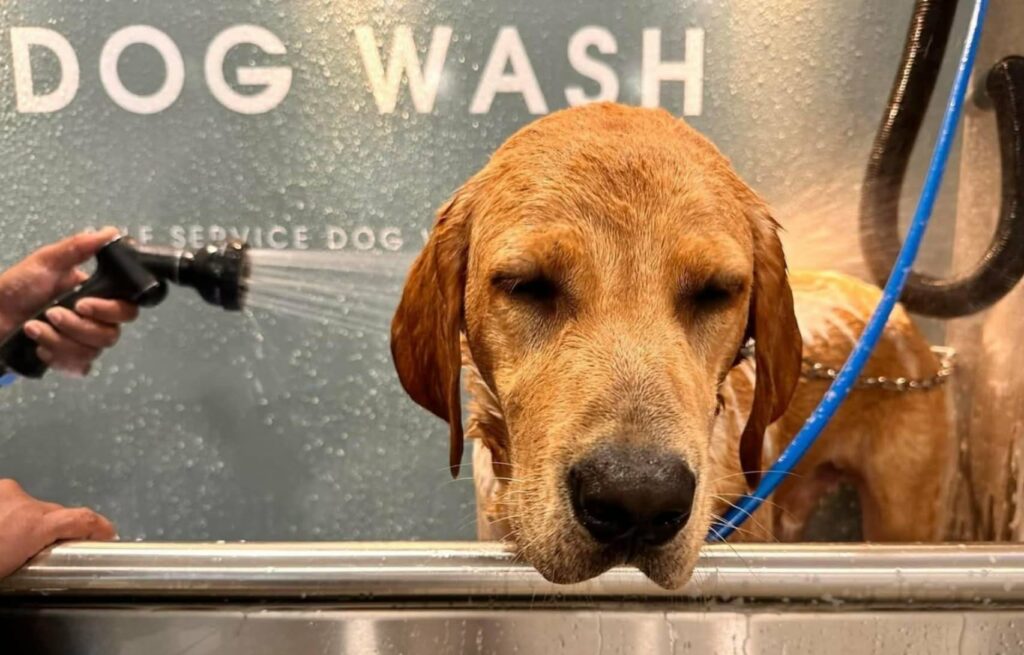 Dog Wash Wirral
