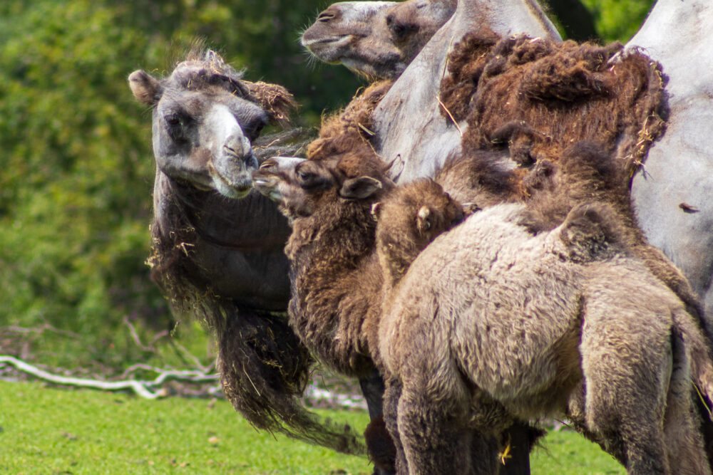 Double Hump Day at Knowsley Safari