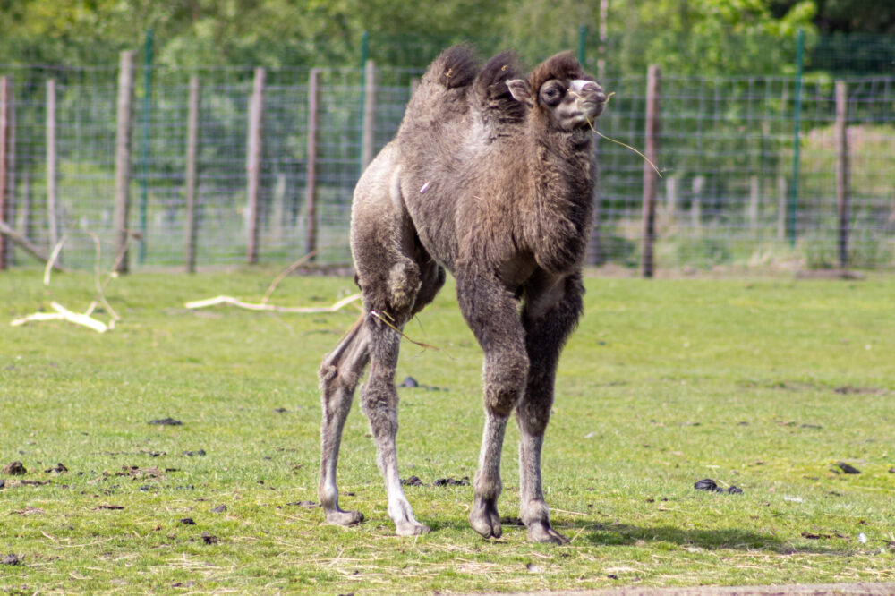 Double Hump Day at Knowsley Safari