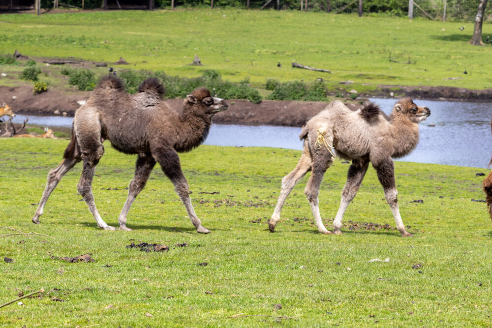 Knowsley Safari welcomes two new Bactrian camels calves