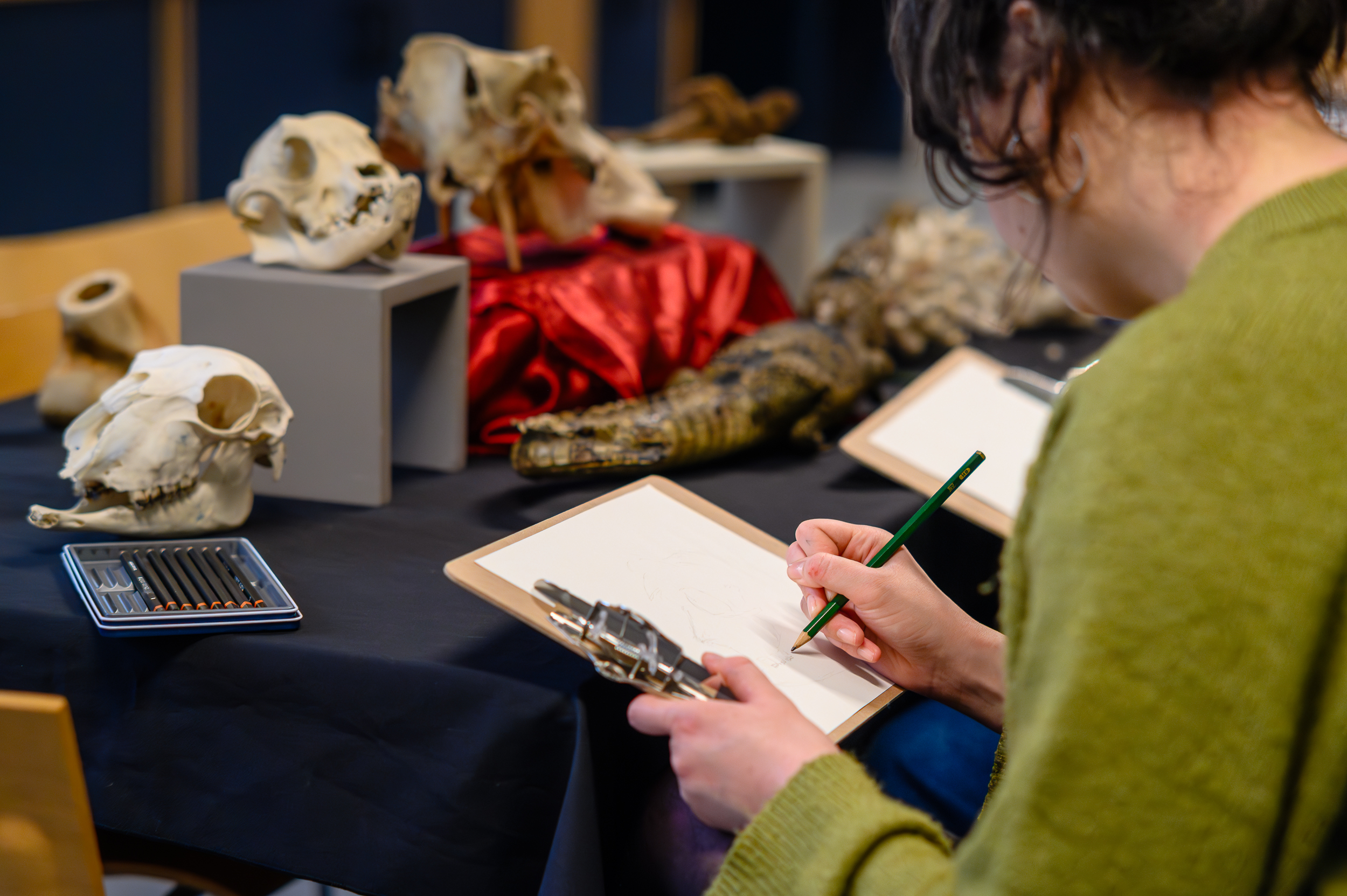 A person drawing on a clipboard at a table with animal skulls and a crocodile