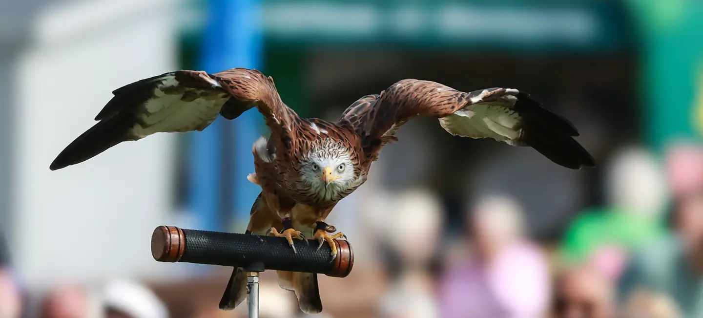 Southport Flower Show