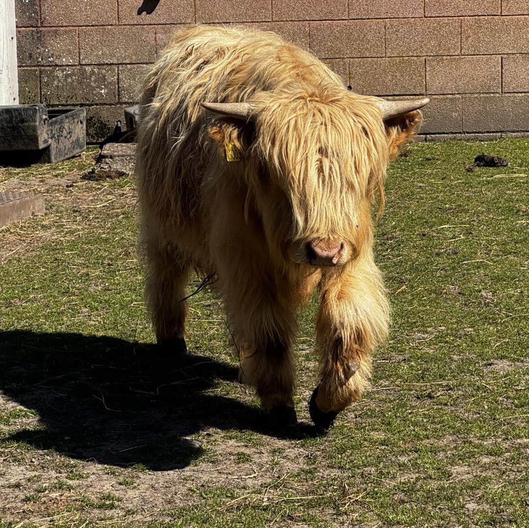 Highland Cow - Croxteth Hall Farm