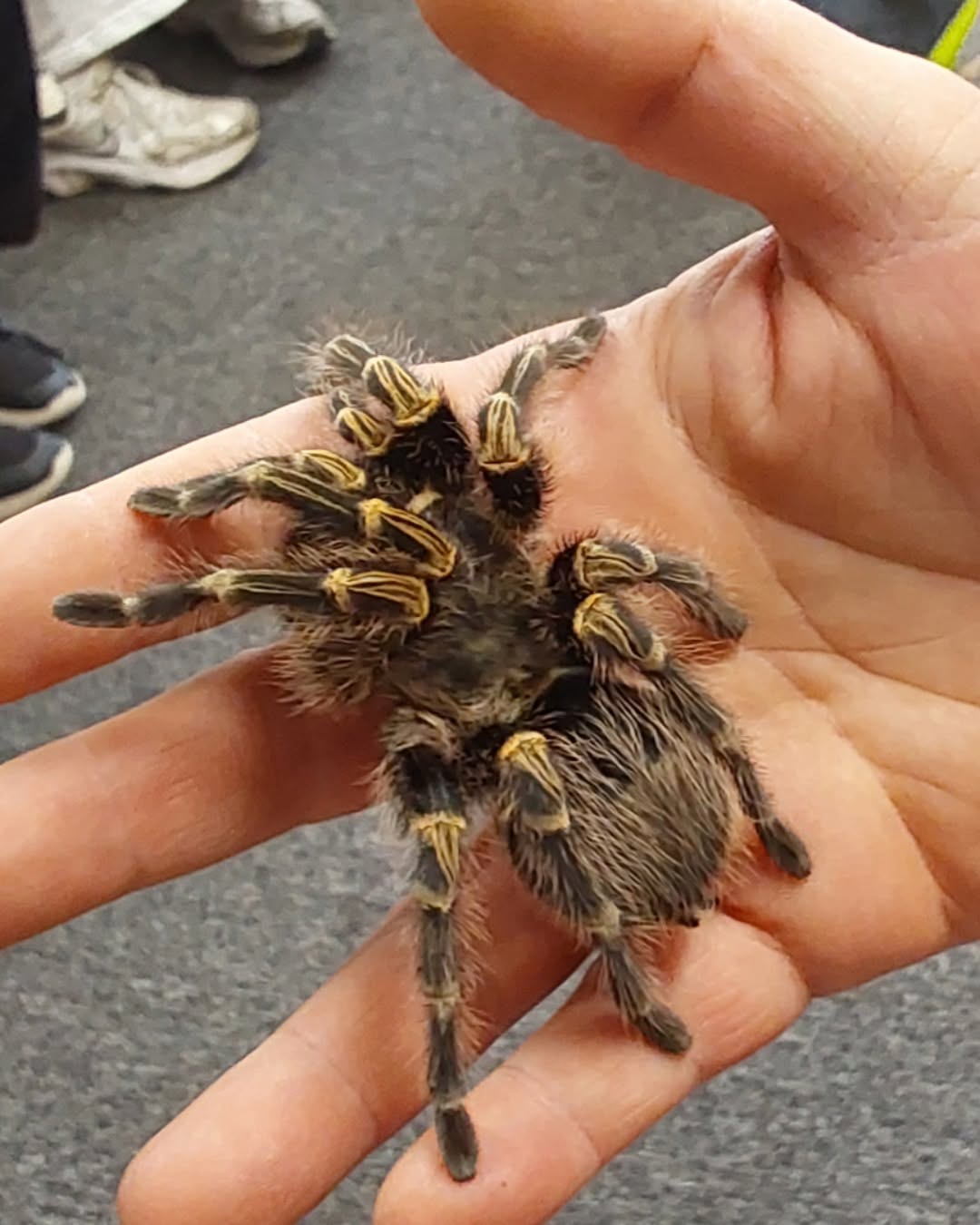Animal Magic's back at Sefton Libraries this summer (1)