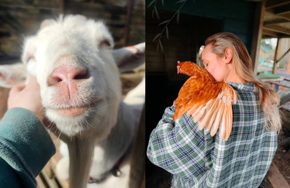 A family festival to support rescue animals is coming to Wirral